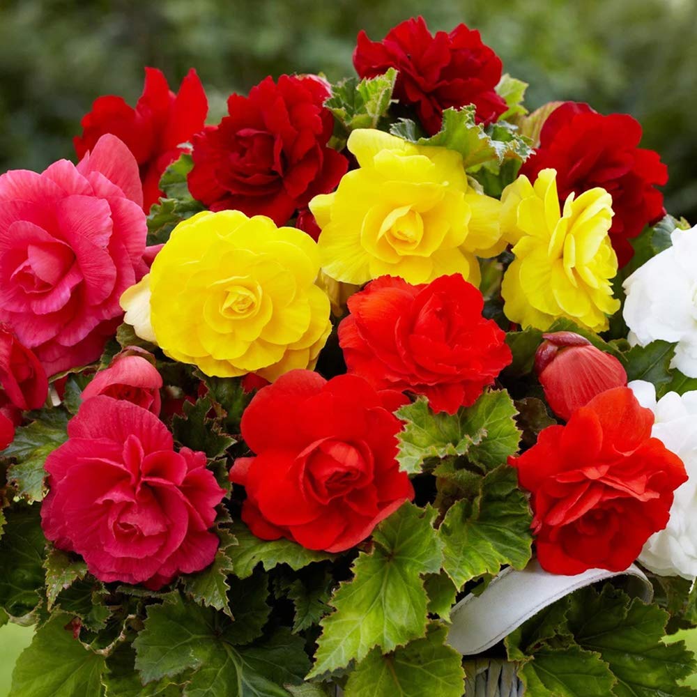 4 x Begonia Double Mix - Colourful Double Flowering Blooms- A Showy Affair- Brighten UP Your Garden