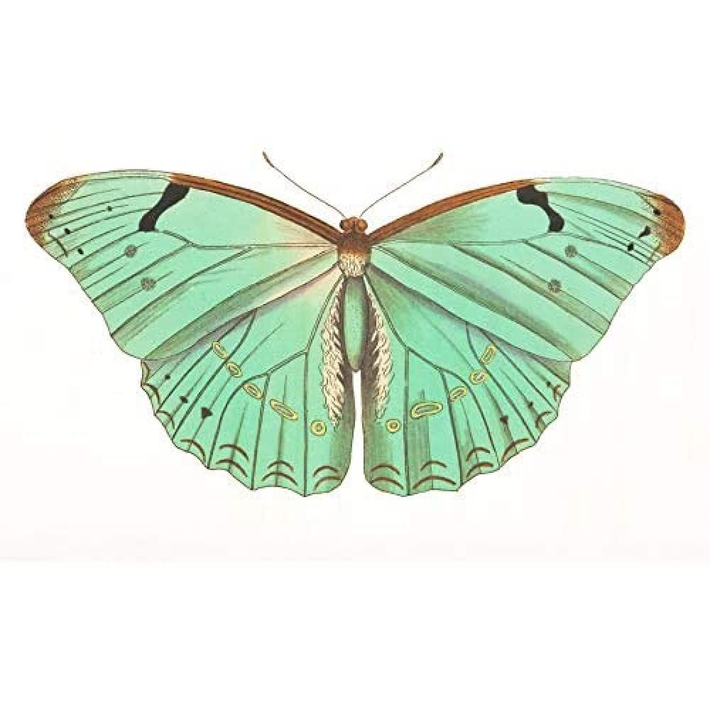 Wee Blue Coo Butterfly Turquoise Art Print Canvas Premium Wall Decor Poster