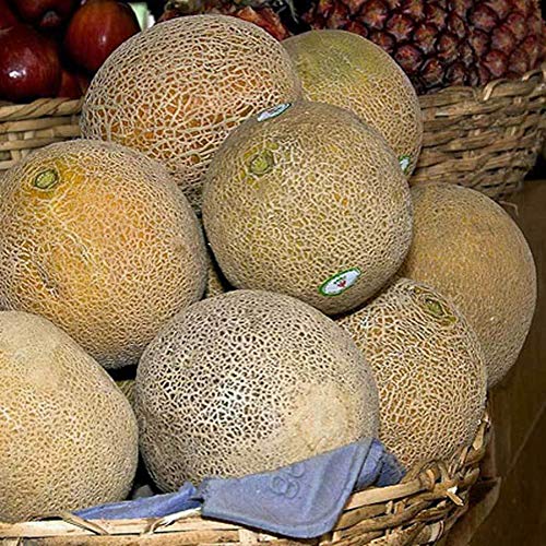 Portal Cool Seeds Package: Rockmelon Kearo Special Seeds (V 82)
