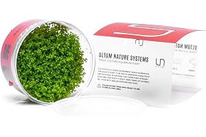Ultum Nature Systems Dwarf Baby Tears Hemianthus Callitrichoides Cuba Tissue Culture Live Plant for Aquarium, Aquascape, Planted Freshwater Fish Tanks - 100% Snail Free in Vitro