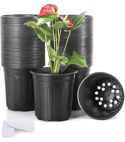 dracaena hawaiian sunshine Dracaena Hawaiian Sunshine  Jungle & Loom