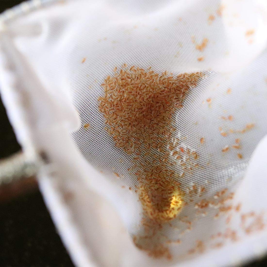 GreenWaterFarm Moina Macrocopa Eggs (Water Flea) Live Fish Food for Hatching and Culture Suitable for Feed Betta Fish