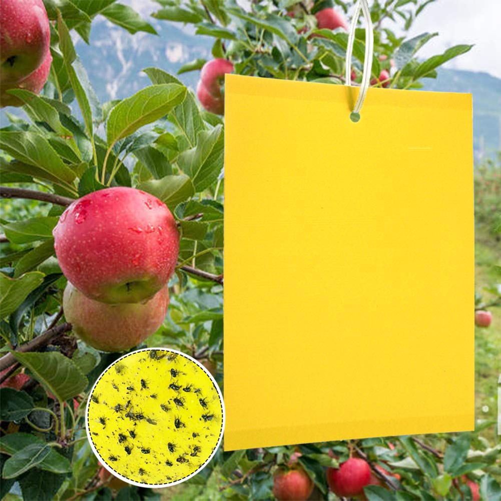 Panngu 50 Pcs Yellow Sticky Fly Traps, Fly Paper Stickers, Fly Catchers Dual-Side for Insect against Fungus Gnats, Whiteflies, Aphids, Leafminers,etc- (6x8 Inches)