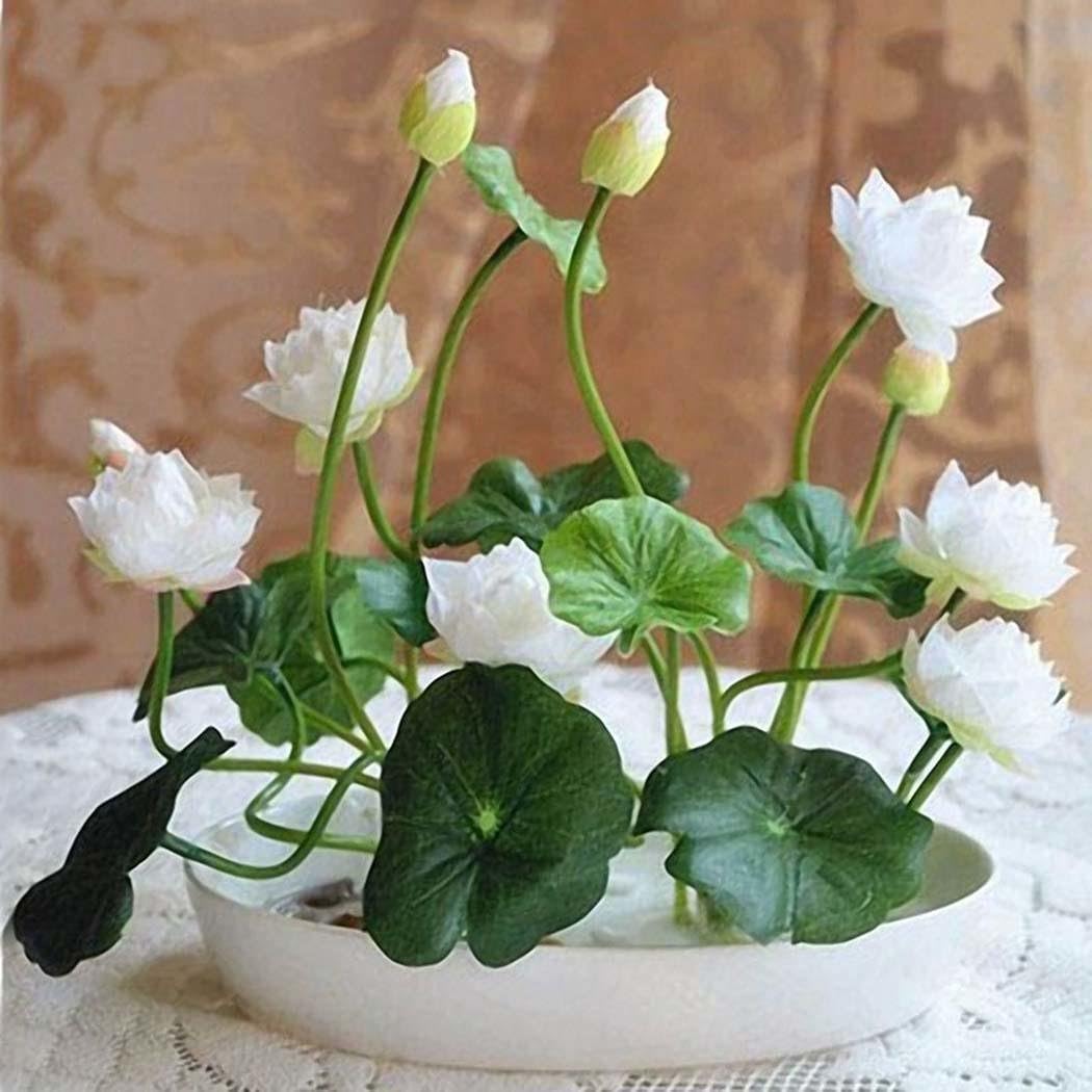 Carsge Garden - Mini Lotus Flower Seeds Hydroponic Water Nelumbo Flower Plant Perennial Bonsai Perennial Semi-lotus