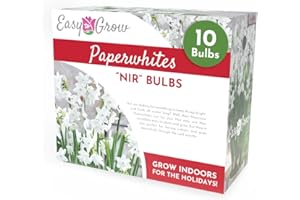 Easy to Grow Narcissus Paperwhite 'NIR' Plant Bulbs (10 Pack) - Large Flower Bulbs for Indoor Forcing at Home, Fragrant Holiday Blooms