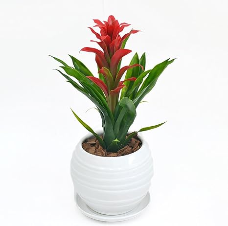 Amazon 人工観葉植物 グズマニア ボール形陶器鉢 光触媒加工 人工観葉植物 オンライン通販