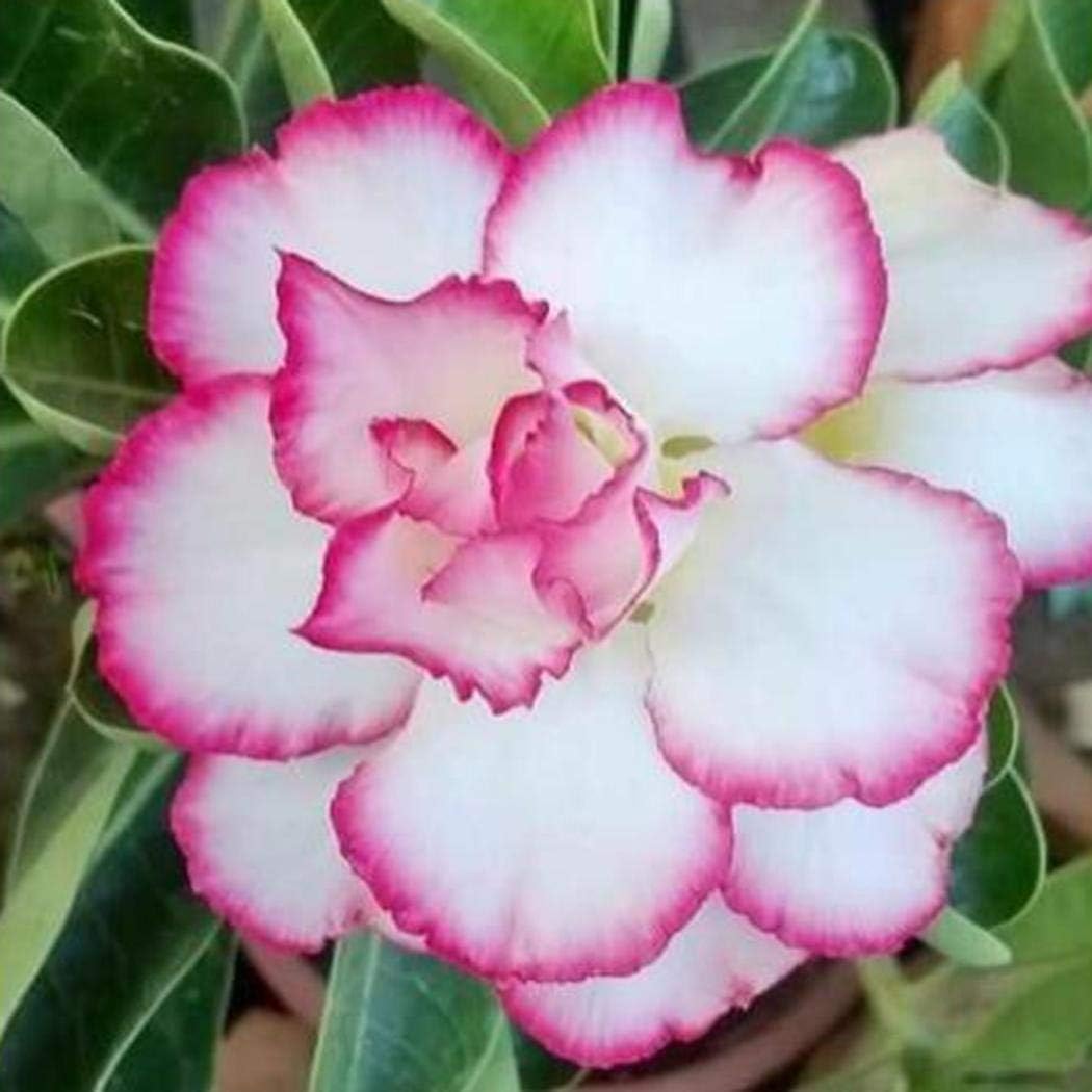 Caiuet Seed,10 pcs Desert Rose Seeds Rare Perennial Flower Seeds Bonsai Plant Seeds,Suitable for Home Gardening Balcony Planting