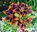 Forever Susan Asiatic Lily 2 Bulbs 14/16 cm - Crimson & Gold