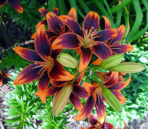 Forever Susan Asiatic Lily 2 Bulbs 14/16 cm - Crimson & Gold Forever Susan Asiatic Lily 2 Bulbs 14/16 cm - Crimson & Gold