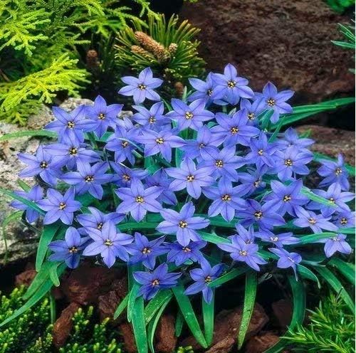 Blue Rain Lily Bulbs - 6 Bulbs Long Flowering Period Perennial Lycoris Lily Decorate Home Garden Ornamental