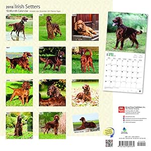 Irish Setters 2018 12 x 12 Inch Monthly Square Wall Calendar, Animals Irish Dog Breeds (Multilingual Edition)
