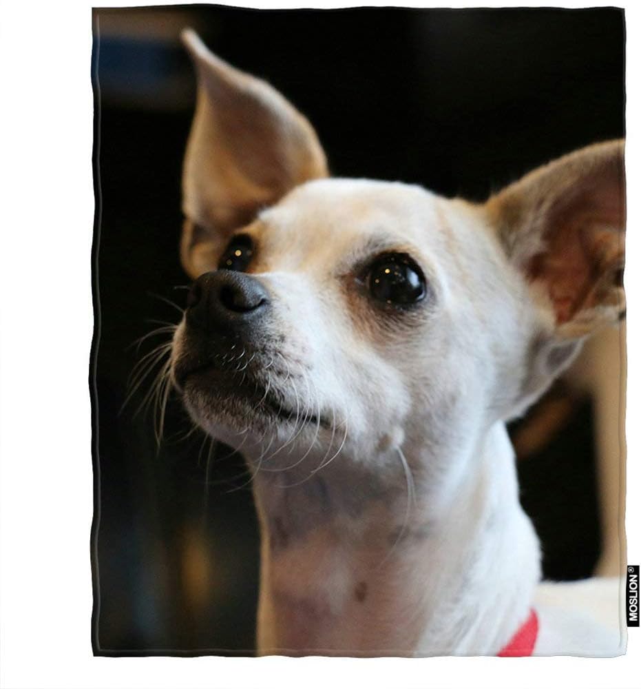 chihuahua muzzle amazon