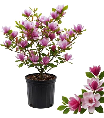 -magnolia- Amazon.com : Alexandrina Magnolia, Japanese, Purple Flowering