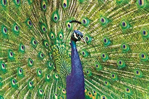 Peacock -- Embossed Blank Greeting Cards-- Set of 6-- Pumpernickel Press