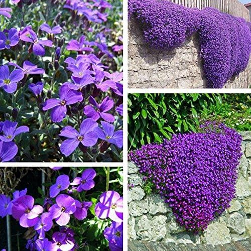 Mark8shop 100pcs Purple Flower Aubrieta Hybrida Seeds Garden Perennial Ground Cover Plant