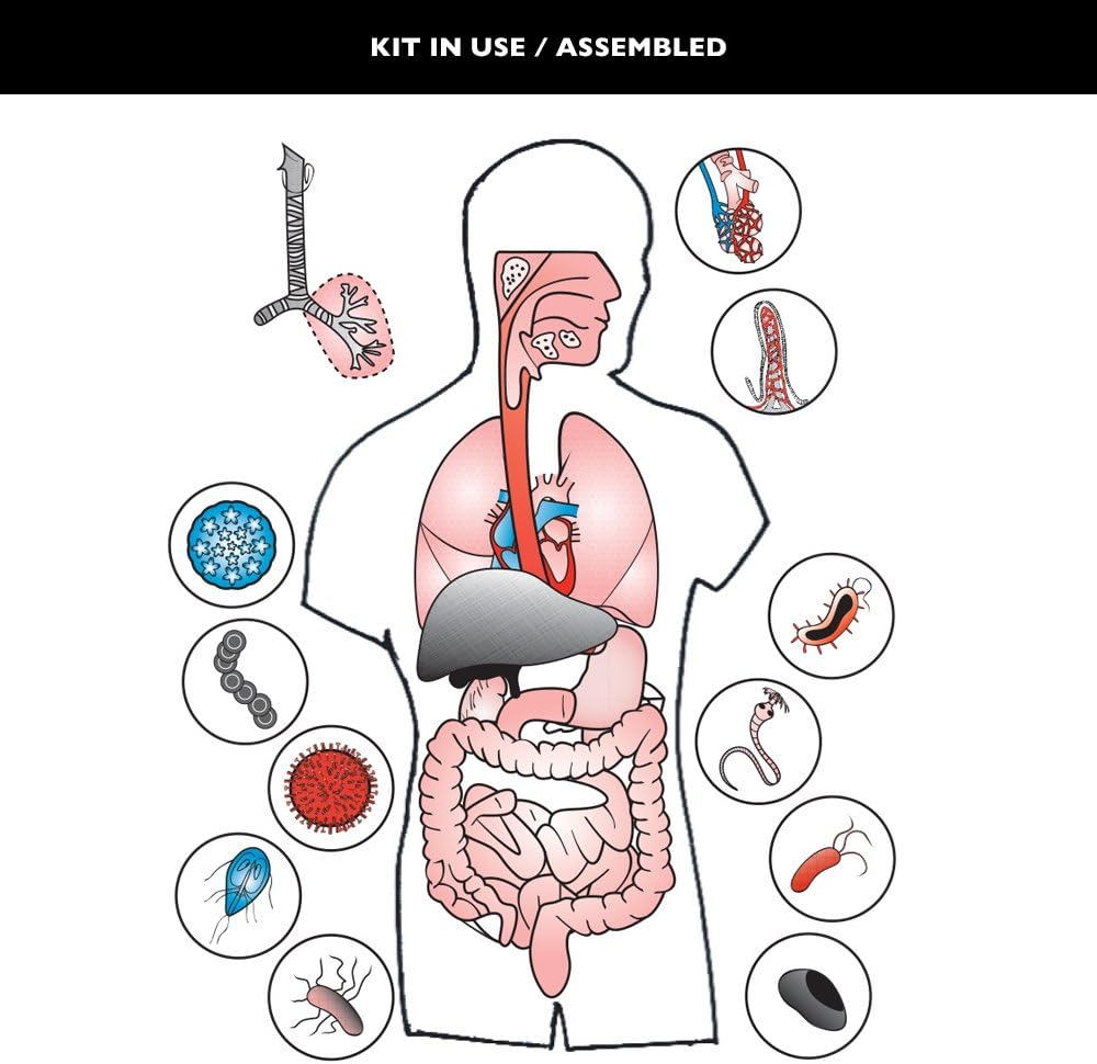 Speak Easies Digestive and Respiratory Board Kit