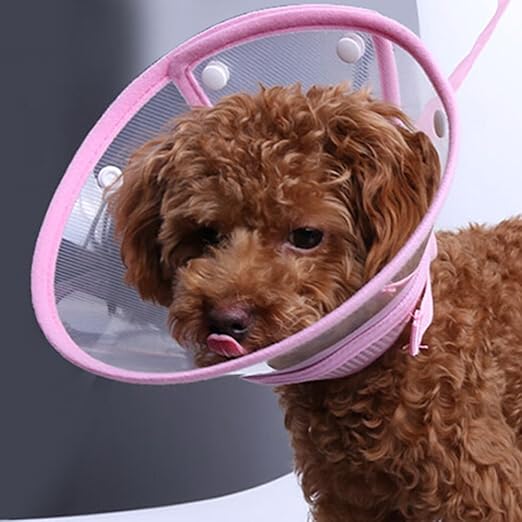 elizabethan collar for small dogs