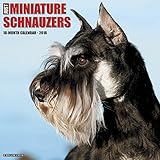 2016 Just Miniature Schnauzers Wall Calendar