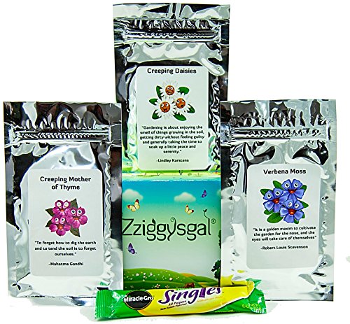 Zziggysgal DROUGHT-RESISTANT GROUND COVER TRIO - Creeping Daisies, Verbena Moss & Mother of Creeping Thyme - Easy-to-grow and hardy with beautiful, contrasting colors! Zziggysgal DROUGHT-RESISTANT GROUND COVER TRIO - Creeping Daisies, Verbena Moss & Mother of Creeping Thyme - Easy-to-grow and hardy with beautiful, contrasting colors!