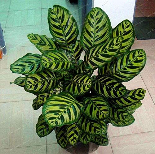 SEEDS:100 pcs Calathea Bonsai Foliage Plant Bonsai Pot Variety Complete The budding rate 95% Four Seasons Planting Easy To Grow : 4