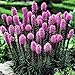 Liatris spicata purple - 20 flower bulbs