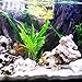 Java Fern Microsorum Pteropus Potted Freshwater Easy Tropical Live Aquarium Plant Decorations 3 Days Guarantee by Mainam