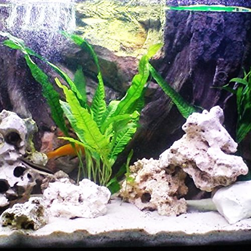 Mainam Java Fern Microsorum Pteropus Potted Freshwater Easy Tropical Live Aquarium Plant Decorations 3 Days Guarantee