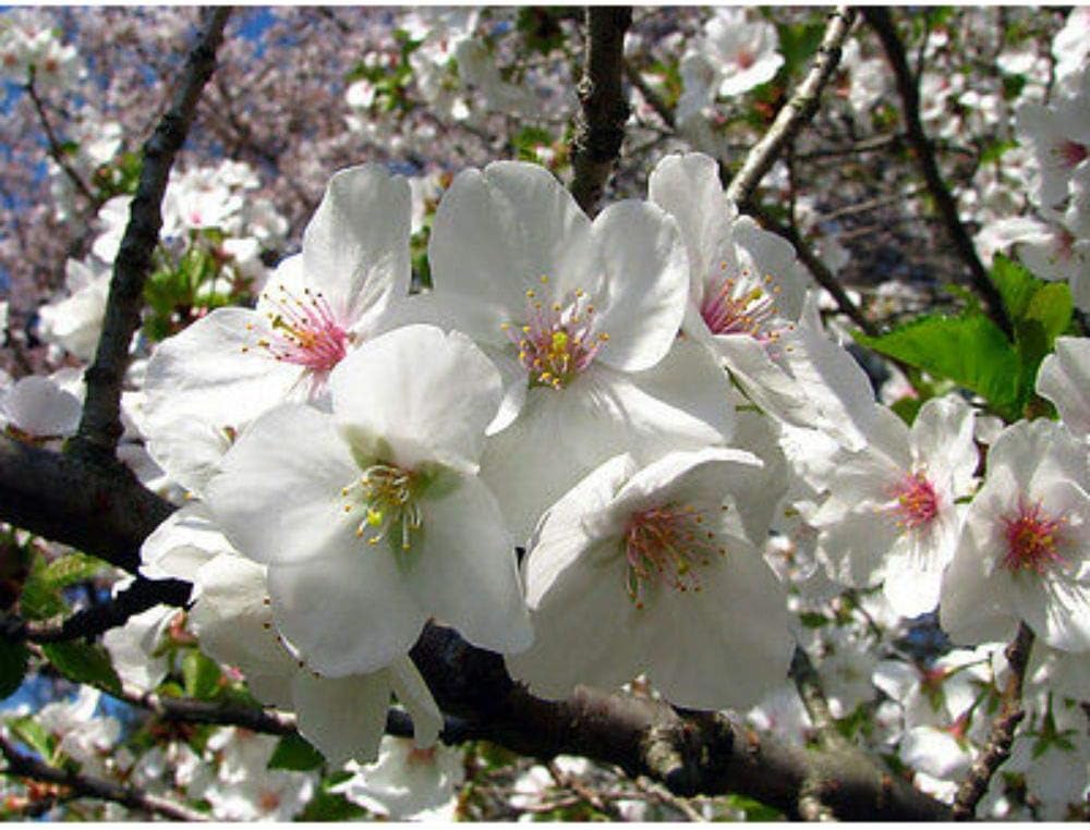 Snowgoose Flowering Cherry Tree 2 Plants #BV06