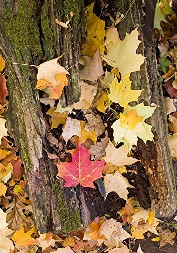 Fall Maple Leaves, UW Arboretum, Madison, WI Photograph