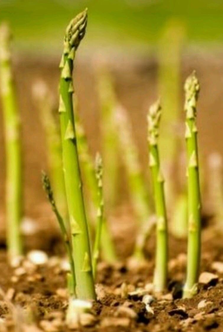 Mary Washington Asparagus Seeds |100 Seeds Non-GMO | Asparagus Vegetable Seeds for Planting