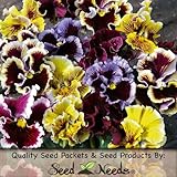 60 Pansy Seeds 