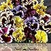 Package of 60 Seeds, Pansy "Frizzle Sizzle Mixture" (Viola x wittrockiana) Non-GMO Seeds By Seed Needs