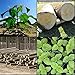 paulownia elongata 100+ fresh seeds gift ROYAL FAST GROWING TREE