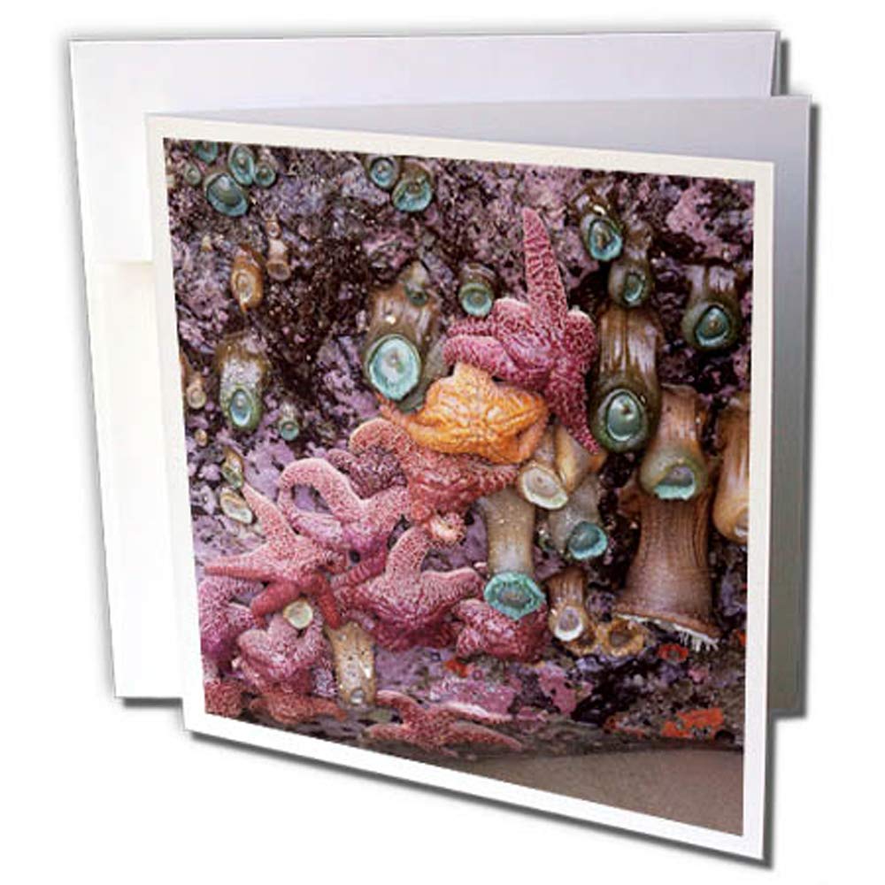 3dRose gc_259896_1 6 x 6-Inch "Or, Bandon, Ochre Sea Stars and Green Sea Anemones" Greeting Card (Pack of 6)