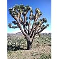 5 Joshua Tree Palm Tree Yucca Brevifolia White Flowers Cactus Succulent Seeds