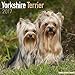 Yorkie Calendar 2017 - Yorkshire Terrier Calendar - Dog Breed Calendars - 2016 - 2017 wall calendars - 16 Month by Avonside