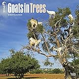 Goats in Trees 2016 Wall Calendar