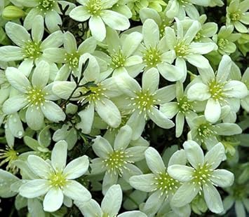 Amazon クレマチス 苗 オセアニア ペトリエイ 白系 常緑性 植木