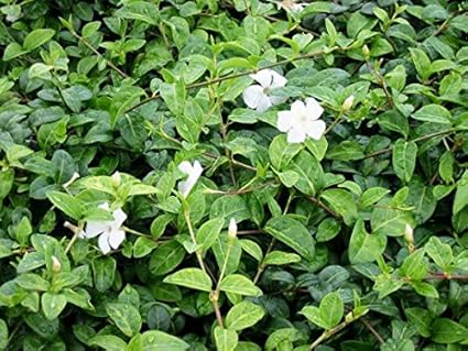 Bodendecker Weiss Mehrjahrig