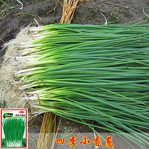 bok Choy 300 Seeds Four Seasons Cabbage: Garden Yard Pot Balcony Green Vegetable Seeds Organic Non-GMO Vegetable Seed Sowing Seasons Genuine Balcony Garden Seeds - Thumbnail 3