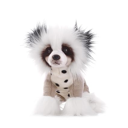 fully grown miniature poodle