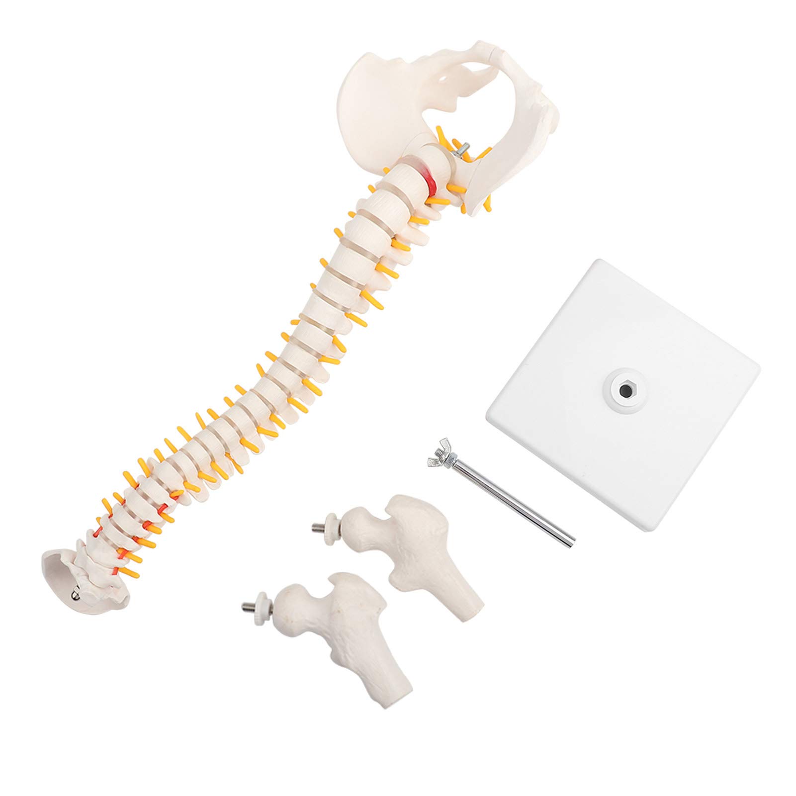 Human Spine Model, 38cm Removable Flexible Vertebral Column for Anatomy Education & Study