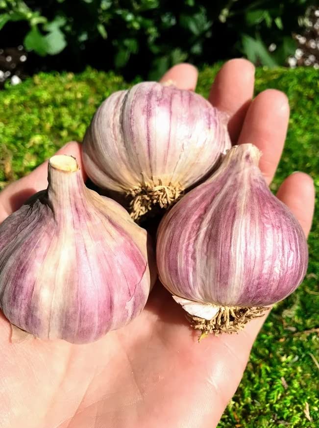 Mix Garlic Bulbs for Planting Outdoors 4 Types of Garlic Purple Italian, Chesnok Garlic, White