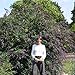 InSpired TM Violet Butterfly Bush - Buddleia - Proven Winners - 4" Pot