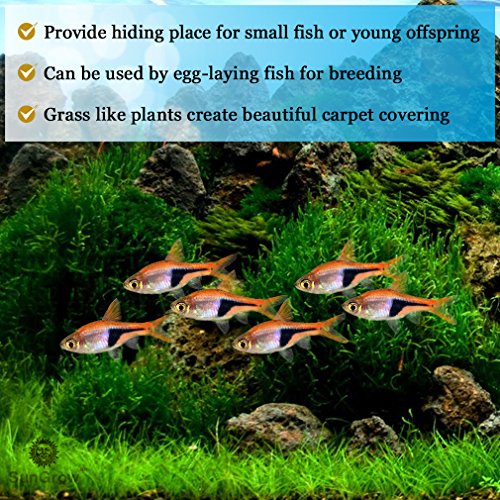 Luffy Hair Grass Seeds, Mid or Foreground Tank Decor, Amphibious Carpet Aquarium Plant, Can Grow Fast Up to 4 Inches, Creeper Plant Covers Tank Surface Quickly, 0.35 Ounce Pack - Thumbnail 2