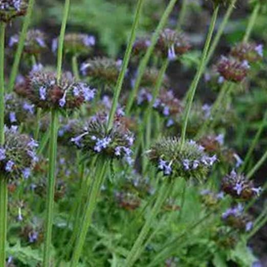 Crown Jewels Chia Seeds (Salvia columbariae) 200+ Ancient ...