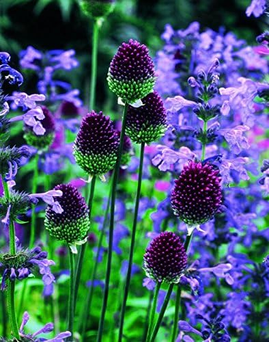 GardenHouse Allium sphaerocephalon Drumstick Size: 12/12 flowering
