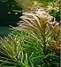 Mainam Pogostemon Octopus Potted Beginner Freshwater Live Aquarium Aquatic Plants Decorations for Fish Tank Aquascape
