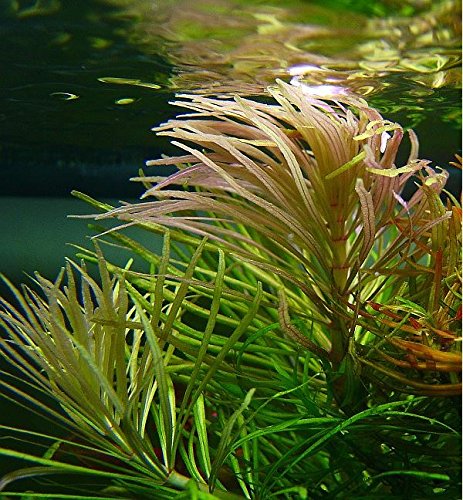 Pogostemon Octopus Potted Live Beginner Aquarium Decorations Aquatic Plants Exotic Freshwater For Fish Tank Aquascape by Mainam - Thumbnail 2