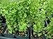 Fingerbowl Lemon Scented Geranium Live Plant